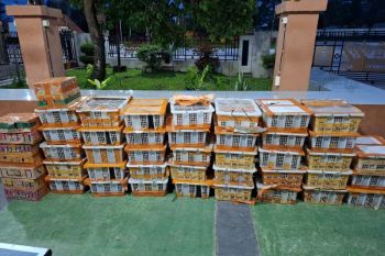 Penyelundupan ribuan ekor burung di Bakauheni digagalkan petugas