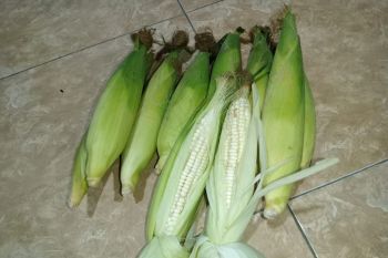 Menikmati jagung ketan khas di Bukit Nanga Tumpu Dompu