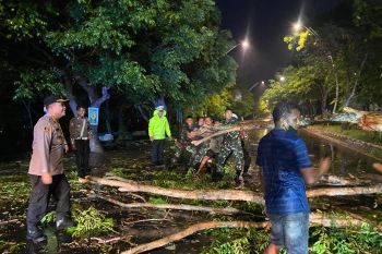 Polisi dan TNI pindahkan pohon tumbang akibat angin kencang