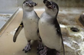 Jakarta Aquarium & Safari rayakan kelahiran pertama bayi penguin humboldt