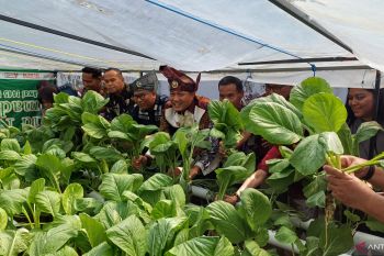 Plh Kepala Kemenkumham Kepri panen sawi hasil budidaya warga binaaan