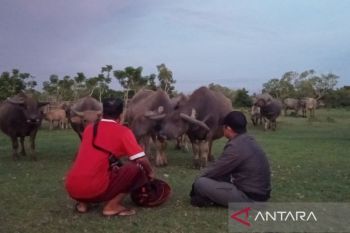 Pemkot Bengkulu fokus lakukan pengobatan belasan ternak sapi ngorok