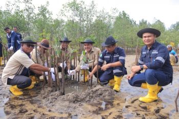 PT Timah tanam 2.500 mangrove di Pantai Batu Kucing