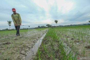 Kesehatan Tanah untuk Swasembada Pangan