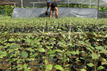 Pemprov ingin plasma nutfah Aceh jadi komoditas unggul nasional