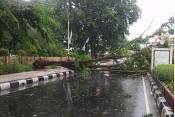 21 pohon tumbang akibat cuaca ekstrem di Kota Mataram
