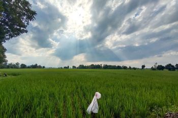 Lampung usulkan 33 ribu hektare sawah baru untuk dukung swasembada