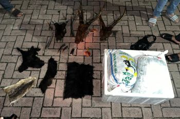 Perdagangan satwa liar di Banda Aceh terungkap, ada sisik trenggiling hingga paruh rangkong