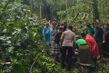 Dua WNA meninggal akibat pohon tumbang di Ubud
