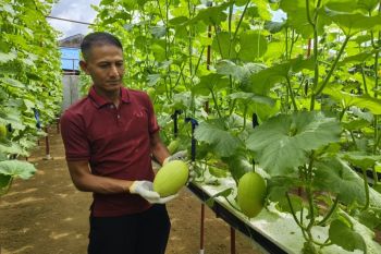 Budi daya melon hidroponik yang "ngetren" di Pontianak