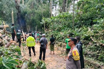 Pohon tumbang di Ubud, dua WNA meninggal dan tiga lainnya terluka