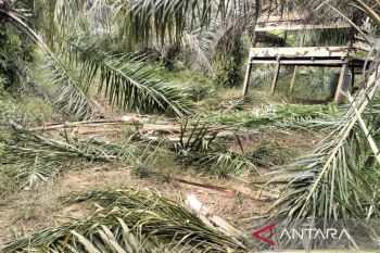 Gajah liar rusak kebun sawit warga, begini reaksi Pemkab Aceh Barat
