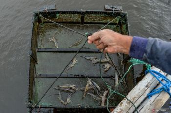Sebanyak 51 perusahaan tambak udang di Lombok Timur telah miliki izin