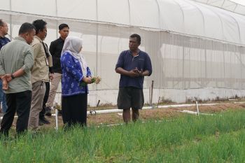 Pemkot Palu terus motivasi petani bawang tingkatkan produksi