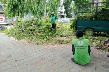 Puluhan pohon di Mataram rawan tumbang