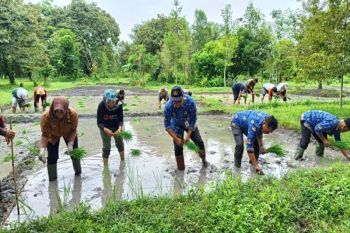 DPKP Palangka Raya kembangkan pertanian padi dukung ketahanan pangan