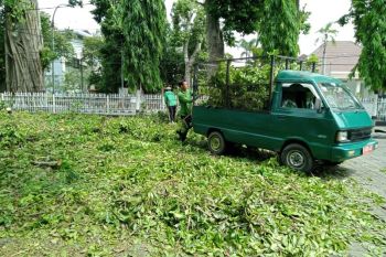 Alat pendeteksi kesehatan pohon diperlukan di Mataram