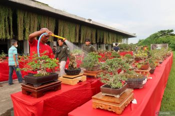 Pameran tanaman bonsai di Bandara Banyuwangi