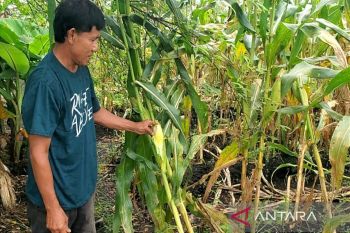 Petani di Sampit lesu, hasil panen jagung tak sesuai harapan