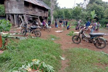 Suarni tewas diserang gajah liar di Tanggamus Lampung