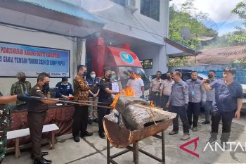BNNP Papua musnahkan 52,6 kilogram ganja dari PNG