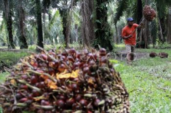 Apkasindo apresiasi pernyataan Presiden Prabowo berkaitan sawit