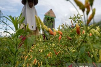 Sulteng surplus cabai rawit 9.364 ton tahun 2024