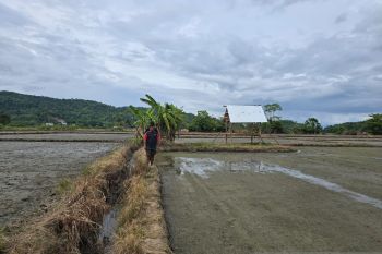 Petani di Bombana laporkan penyerobotan lahan sawah di Polres