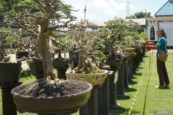 Pameran bonsai budidaya di Tulungagung