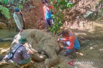 Gajah mati di konsesi perusahaan di Aceh Barat, begini kata BKSDA