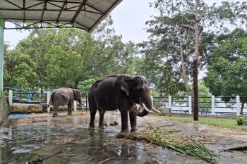 Gajah birahi di Wonogiri dirantai