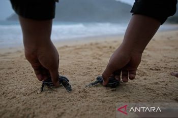 FOTO - Pelepasan tukik belimbing di Pantai Aceh Besar