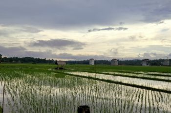 Pemprov Lampung bina produsen benih padi jaga kualitas