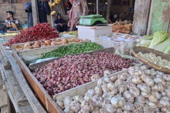 Pemprov Lampung segera kembangkan area pembibitan bawang merah lokal