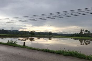 Pemprov Lampung identifikasi lahan bero untuk perluasan tanam padi
