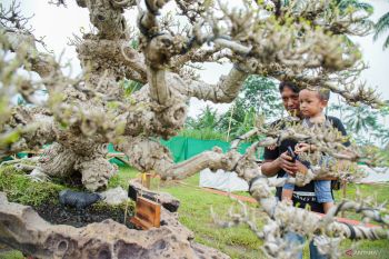 Pameran dan kontes bonsai nasional di Lumajang