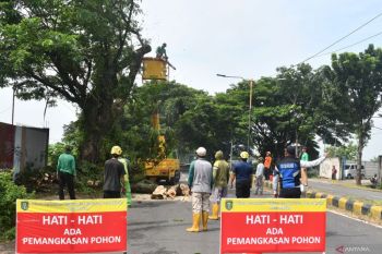 Antisipasi pohon tumbang akibat cuaca buruk di Madiun