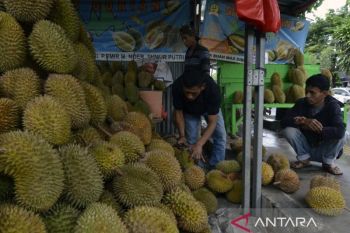 Musim durian di Lampung