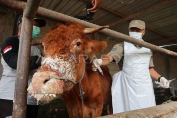 Pemerintah menjamin kasus PMK tak ganggu stok daging saat Ramadhan 1446 H