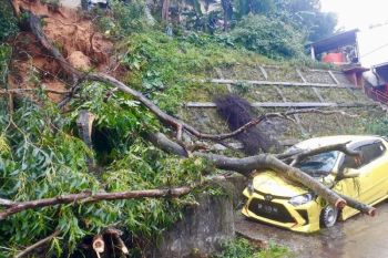 Damkar Batam amankan tanah longsor penyebab pohon tumbang