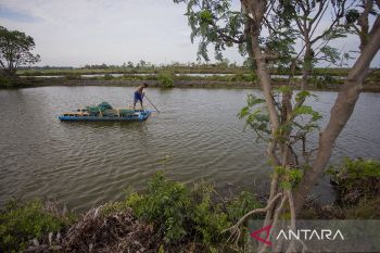 KKP revitalisasi tambak terbengkalai