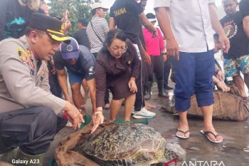 Lima ekor penyu di Jembrana mati saat diselundupkan