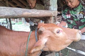 Pacitan pastikan penanganan wabah PMK optimal