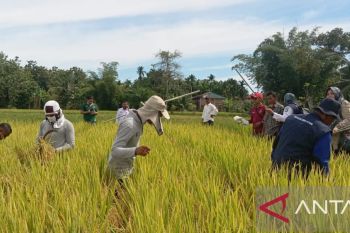 Dinas Pertanian Abdya umumkan hasil ubinan panen padi MT rendengan 2024