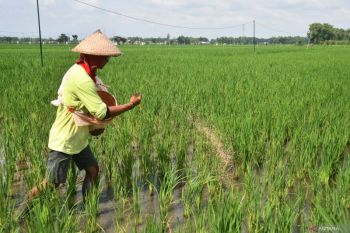 Target produksi padi nasional 2025