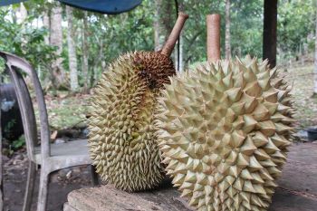 Musim panen durian tiba, petani sumringah raub cuan