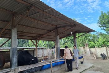 Cegah PMK pada ternak dengan deteksi dini