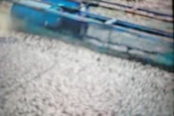 Kematian ikan di Danau Maninjau bertambah 50 ton, total jadi 75 ton