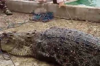 Dinas Perikanan Batam imbau nelayan agar waspada buaya lepas di perairan