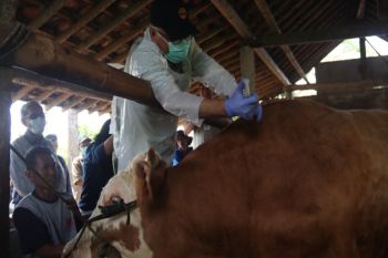 Kementan-Pemkab Sleman meningkatkan investigasi kematian hewan ternak